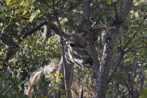 Kudu in the trees Stock Photos