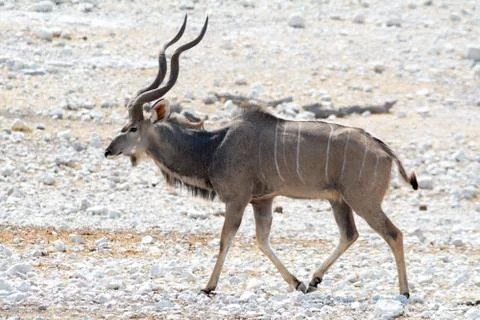 Kudu on the walk Stock Photos