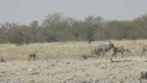 Kudu walking bush 02 Stock Footage 229629884