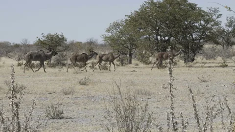 Kudu walking bush Stock Footage 229629203