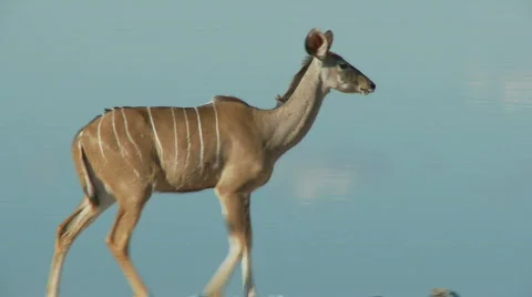 Kudu walking Stock Footage 361920