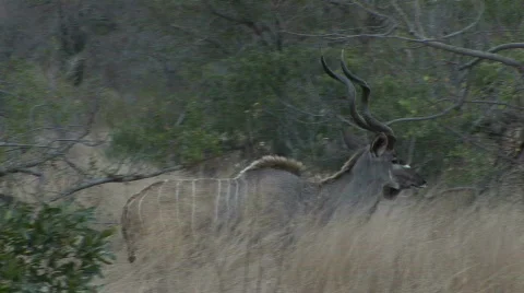 Kudu walking Vidéo 531576