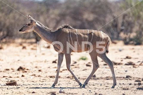 A Kudu Walks In Southern Africa Stock Photos