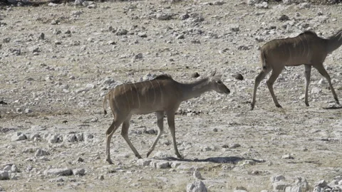 Kudu waterhole 01 Stock Footage 229619615