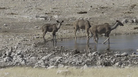Kudu waterhole 02 Stock Footage 229619609