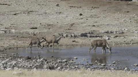 Kudu waterhole 04 Stock Footage 229619949