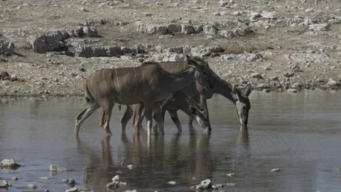 Kudu waterhole 05 Stock Footage 229620006