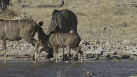 Kudu waterhole2 02 Stock Footage 229620023