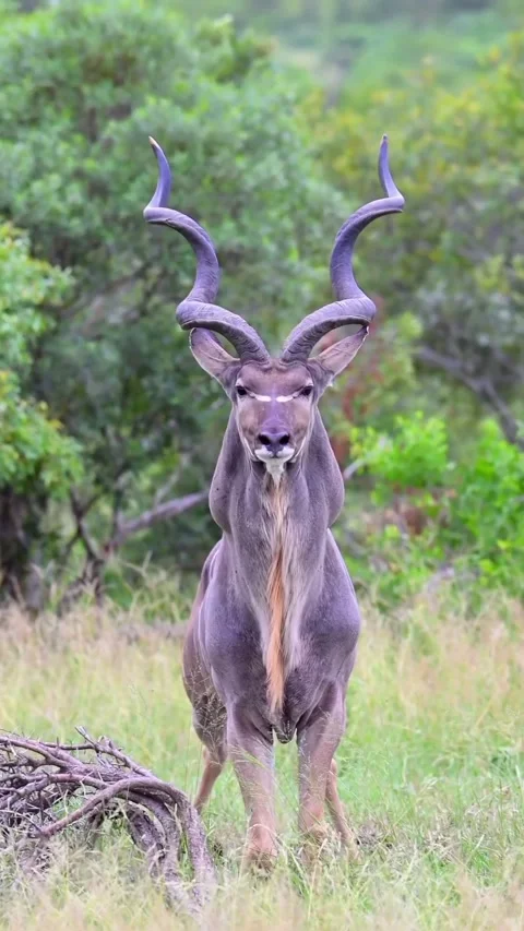 A kudu in the wild Stock Footage 326636740