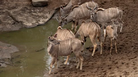 Kudus are drinking at a rock pool Stock Footage 245412744