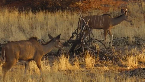 Kudus of Namibia Stock Footage 96259561