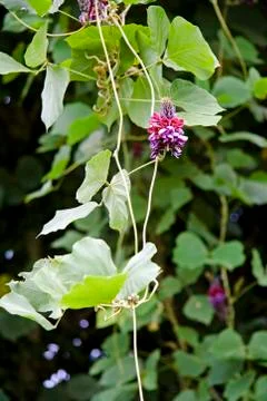 Kudzu bloom Stock-Fotos