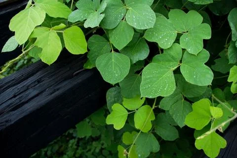 Kudzu Stock Photos