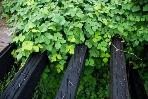 Kudzu Stock Photos