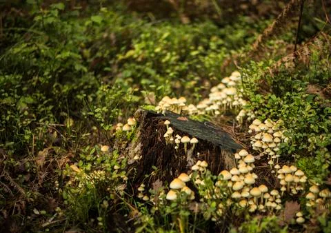 Kuehneromyces mutabilis Stock Photos