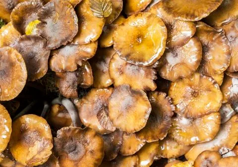 Kuehneromyces mutabilis Stock Photos