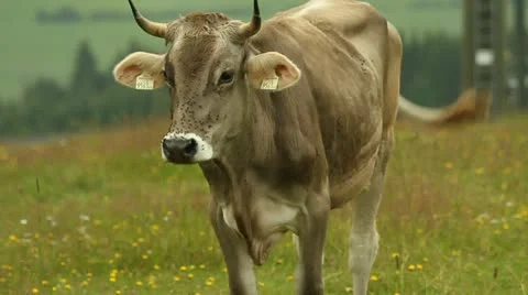 Kuh Stock Footage 22393542