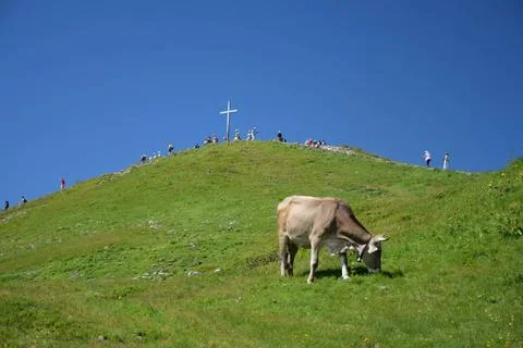 Kuh im Gebirge kuh, rind, vieh, landwirtschaft, bregenzerwald, vorarlberg,... Stock Photos
