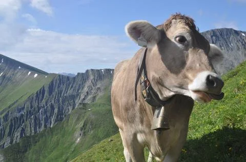 Kuh im Gebirge kuh, tier, nutztier, haustier, weide, milch, rind, rindvieh... Stock Photos