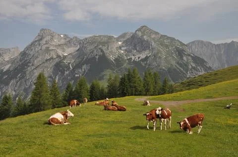 Kühe bei Werfenweng kühe, kuh, kuhherde, tennengebirge, eiskogel, tauernko. Stock Photos