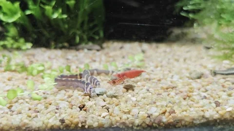 Kuhli loach and red cherry shrimp eating waffer Video stock 321316705