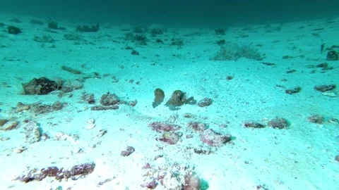 Kuhl's Stingray Stock Footage 139608034