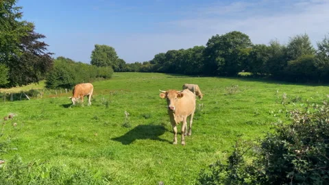 Kuhweide Stock Footage 168435694