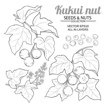 Kukui branches vector set on white background Stock Illustration