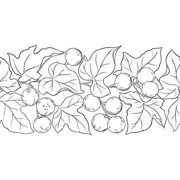 Kukui Outline Horizontal Seamless Pattern. Stock Illustration