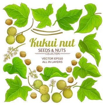 Kukui plant elements set on white background Stock Illustration