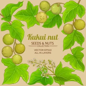 Kukui plant vector frame on color background Stock Illustration