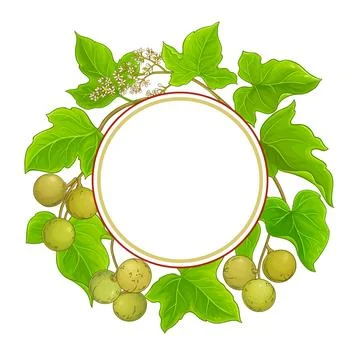 Kukui plant vector frame on white background Stock Illustration