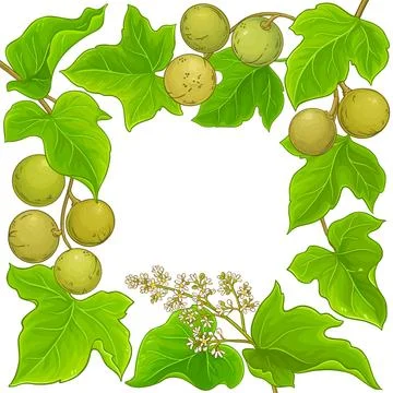 Kukui plant vector frame on white background Illustrazione stock