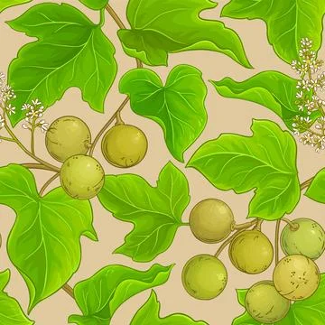 Kukui plant vector pattern on color background Stock Illustration