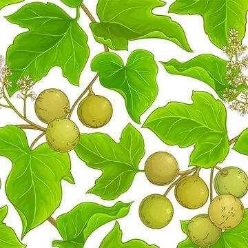 Kukui vector pattern Stock Illustration