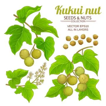 Kukui vector set Stock Illustration