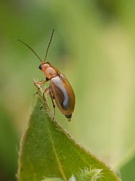 Kukurbit Stock Photos