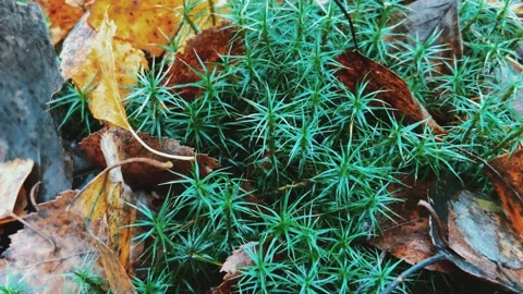 Kukushkin flax juniper. Video stock 233073512