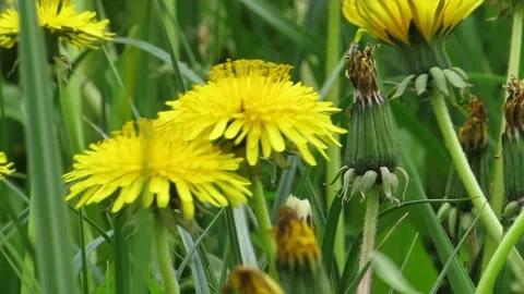 Kulbaba close up green background Leontodon Stock Footage 153974936