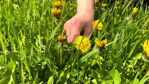 Kulbaba flower Stock Footage 242332608
