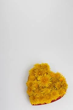 Kulbaba flowers in a shape of heart. Stock Photos