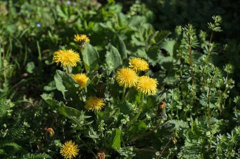 Kulbaba grows in the grass in the garden. Stock Photos