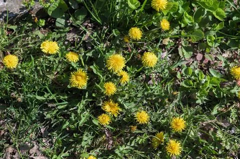 Kulbaba grows in the grass in the garden. Stock Photos