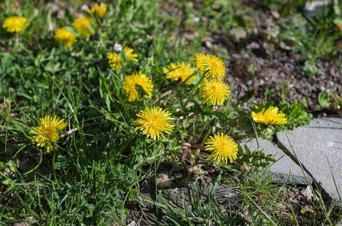 Kulbaba grows in the grass in the garden. Stock Photos