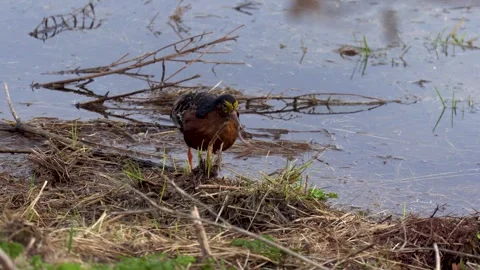 Kulik is feeding on the field. Stock Footage 241533474
