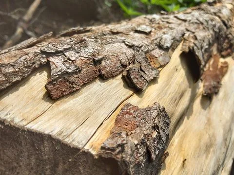 Kulit kayu Stock Photos