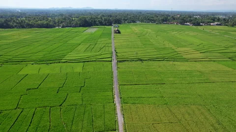 Kulon Progo rice fields area, Yogyakarta, Java island, Indonesia 库存影片 339298090