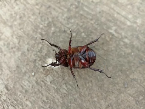 Kumbang berguling 스톡 사진