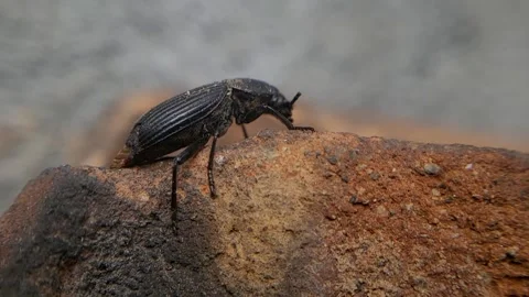 Kumbang Stock Footage 327351423