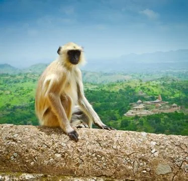 Kumbhalgarh monkey Stock Photos